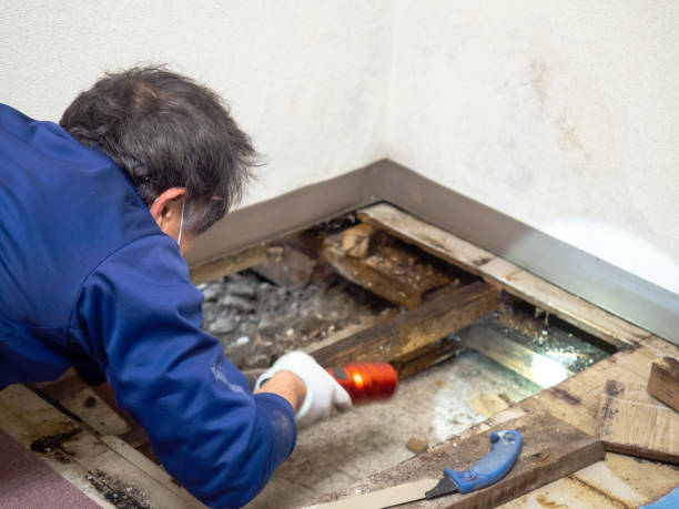 Best Attic Mold Remediation in Garfield Heights, OH