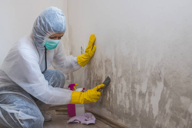 Best Black Mold Remediation in Garfield Heights, OH