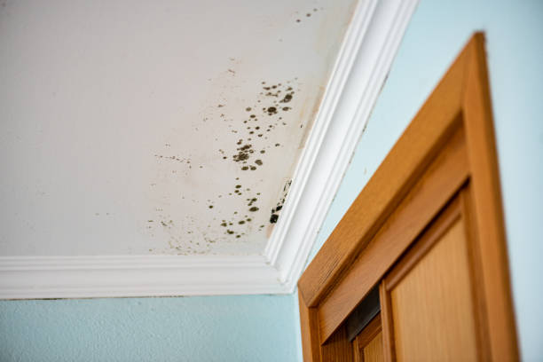 Best Commercial Mold Remediation in Garfield Heights, OH