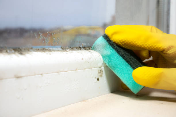 Best Basement Mold Remediation in Garfield Heights, OH