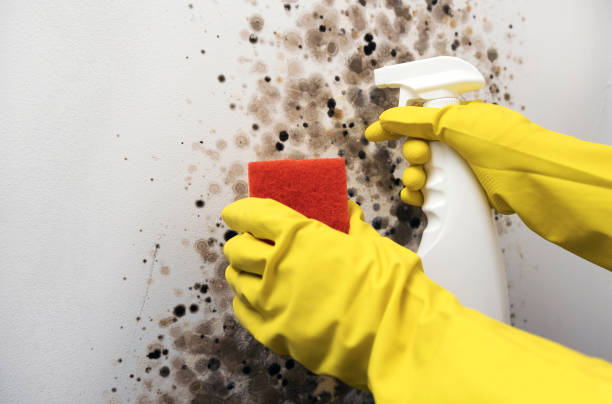 Best Bathroom Mold Remediation in Garfield Heights, OH