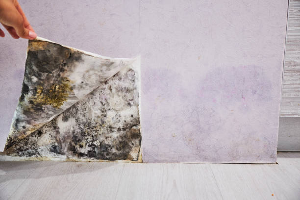 Best Mold Testing and Inspection Services in Garfield Heights, OH